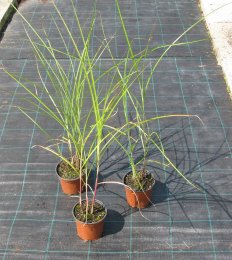 Miscanthus sinensis 'Grosse Fontaine'